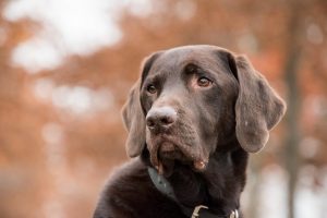 10 Best Dog Collars for Every Pup's Style and Comfort