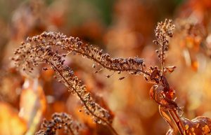 10 Best Dry Skin Remedies You Need to Try Today!