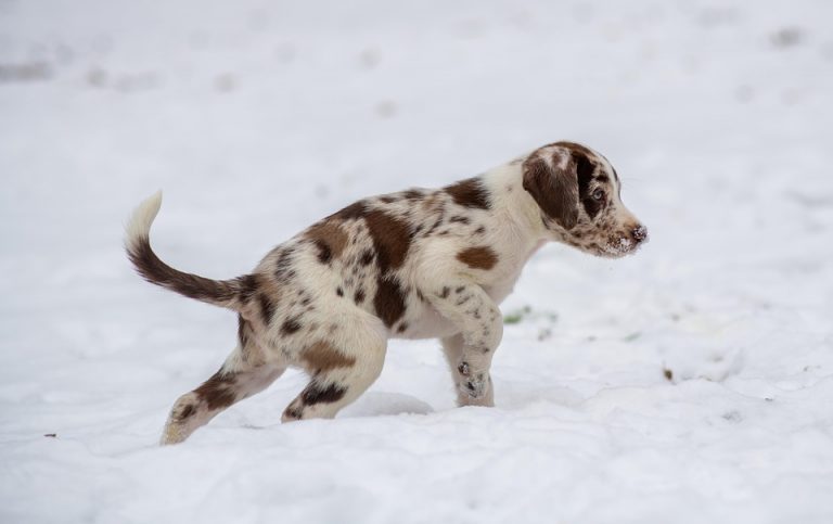 10 Essential Puppy Training Tips Every Owner Needs