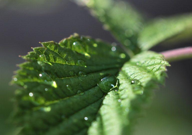 10 Healing Herbs You Need in Your Medicine Cabinet