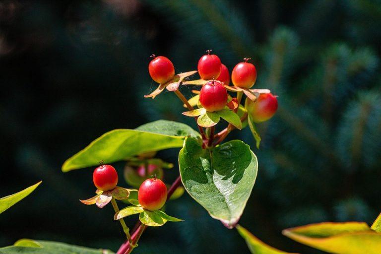 10 Herbal Remedies That Boost Your Immune System Fast