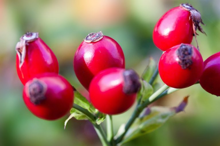 10 Herbal Remedies You Need in Your Wellness Toolkit