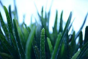 10 Herbal Remedies for a Healthier You Today!