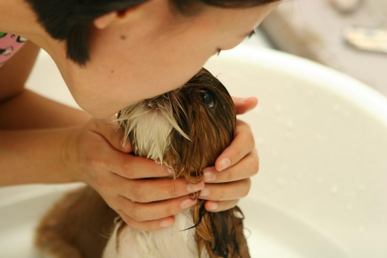 10 Must-Have Pet Grooming Tools for Happy Fur Babies