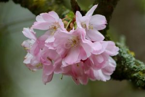10 Must-Know Facts About Japan Cherry Blossom Forecast