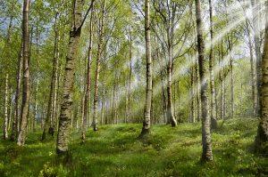 10 Natural Remedies to Banish Your Allergies Fast