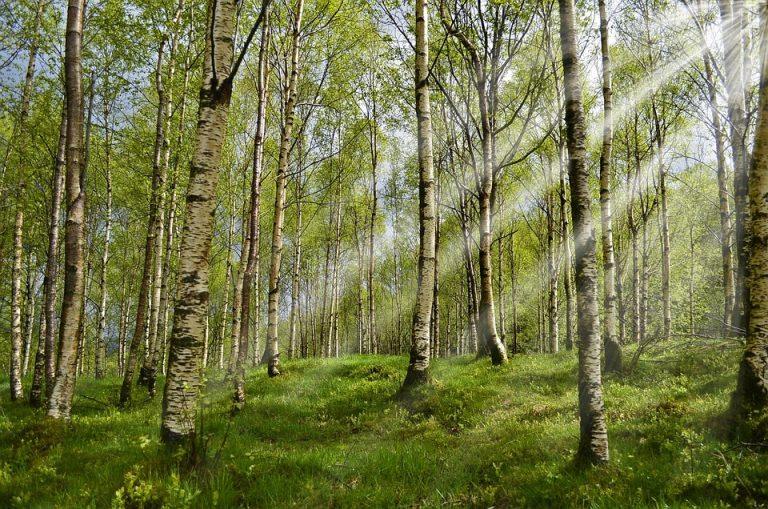 10 Natural Remedies to Banish Your Allergies Fast