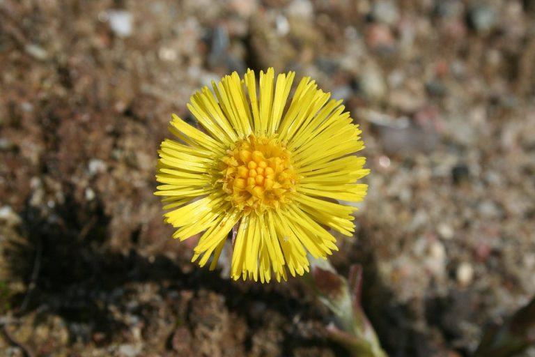 10 Natural Urge Suppressants for Weight Control
