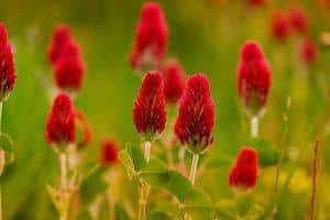10 Powerful Herbs to Lower Blood Sugar Naturally