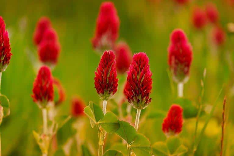 10 Powerful Herbs to Lower Blood Sugar Naturally