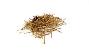 10 Powerful Herbs to Supercharge Your Immune System