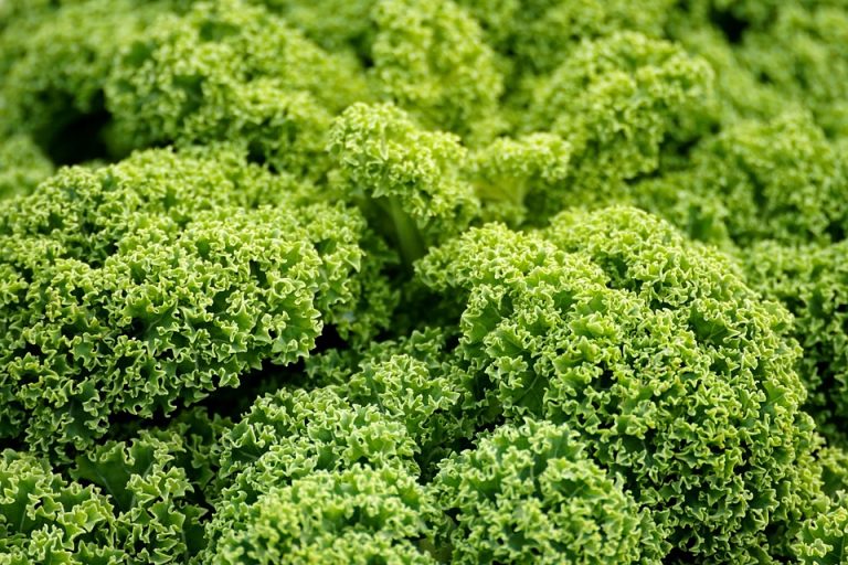 10 Reasons to Switch to Vegan Skincare Today