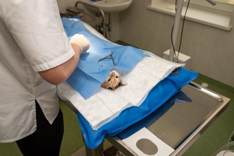10 Secrets to Finding Affordable Vet Care for Your Pet