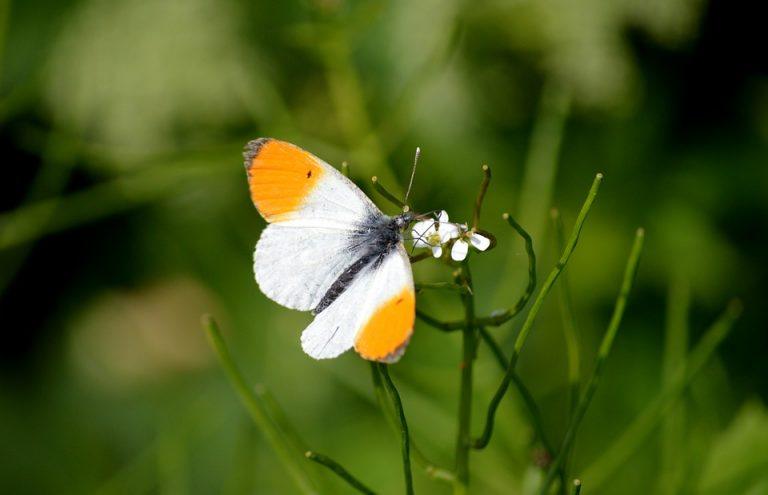 10 Simple Natural Wellness Tips for Everyday Health