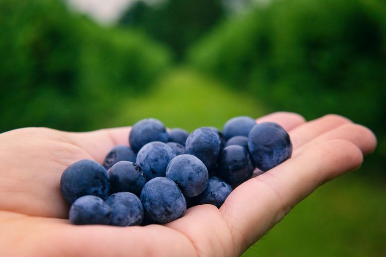 10 Superfoods That Heal: Your Path to Wellness