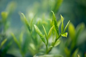 10 Surprising Benefits of Drinking Green Tea Daily