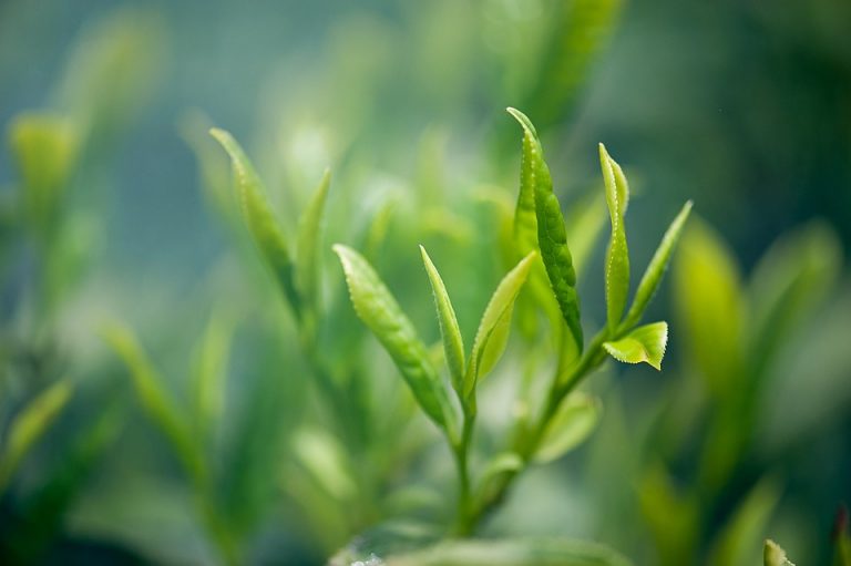 10 Surprising Benefits of Drinking Green Tea Daily