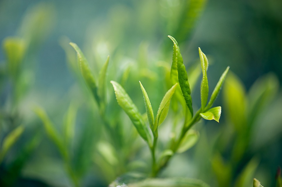 10 Surprising Benefits of Drinking Green Tea Daily
