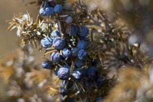 10 Surprising Health Benefits of Juniper Berries