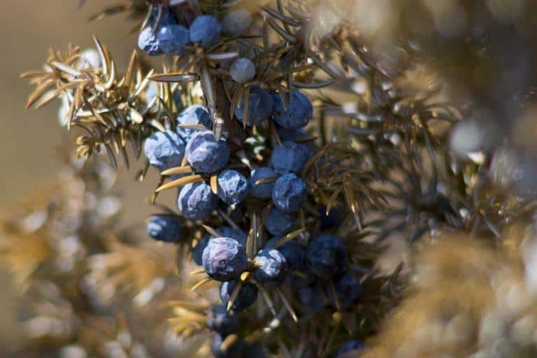 10 Surprising Health Benefits of Juniper Berries