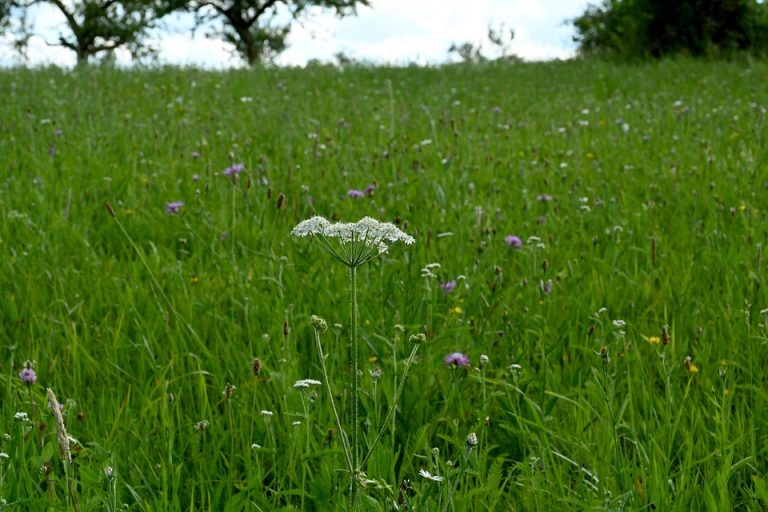 10 Ways to Restore Quiet Naturally for Peace of Mind