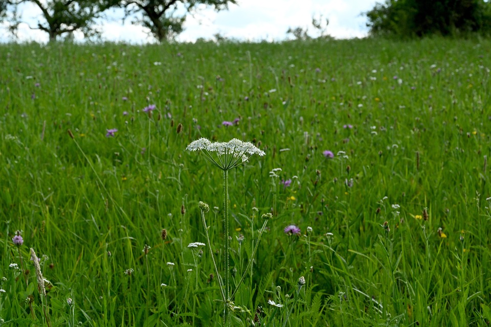 10 Ways to Restore Quiet Naturally for Peace of Mind