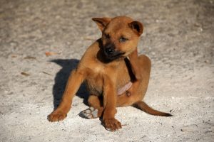 5 Best Pet Flea Shampoos for a Happy, Itch-Free Life