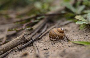 5 Secrets to Mastering Fibonacci Retracement in Trading