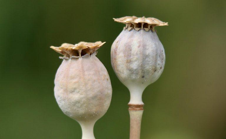 5 Surprising Benefits of BHB Capsules You Must Know