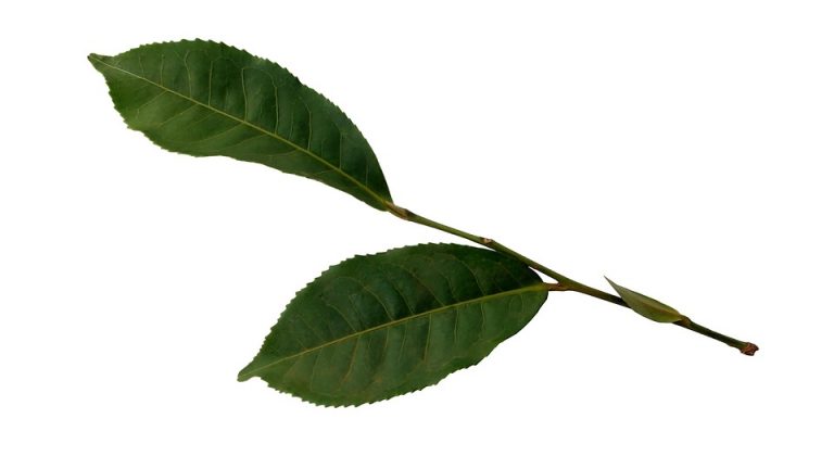 5 Surprising Benefits of Banaba Leaf Tea You Must Try!