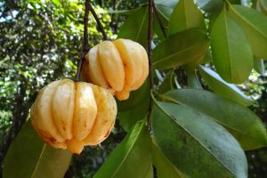 7 Amazing Benefits of Garcinia Cambogia Tea You Need to Know