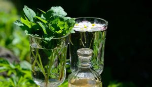 7 Best Herbs for Bladder Health You Need to Try Today