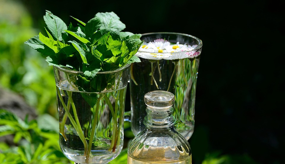 7 Best Herbs for Bladder Health You Need to Try Today