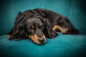 7 Easy Tips for Dog Grooming at Home You’ll Love