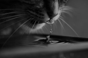 7 Essential Pet Hydration Solutions for Happy, Healthy Pets