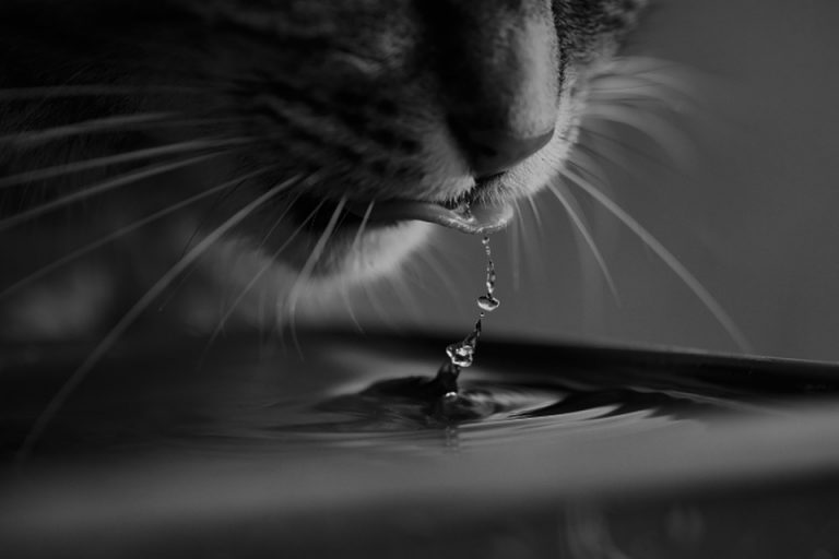 7 Essential Pet Hydration Solutions for Happy, Healthy Pets