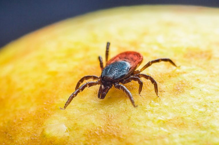 7 Essential Tips for Effective Flea and Tick Treatment
