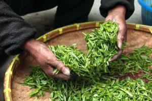 7 Green Tea Secrets for Effective Weight Loss