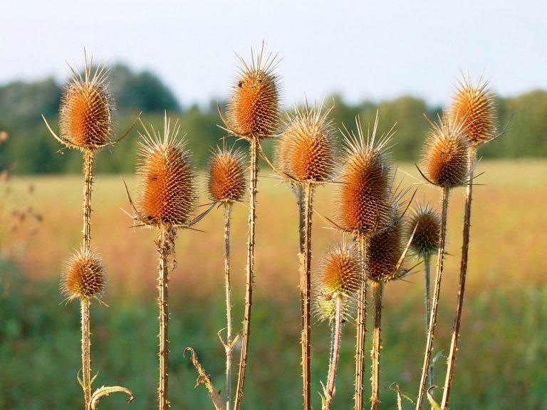 7 Healing Herbs That Transform Your Digestion Today
