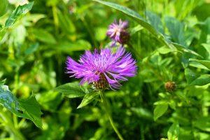 7 Herbal Remedies to Boost Your Energy Naturally