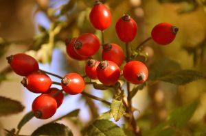 7 Herbal Remedies to Combat HSV-2 Naturally