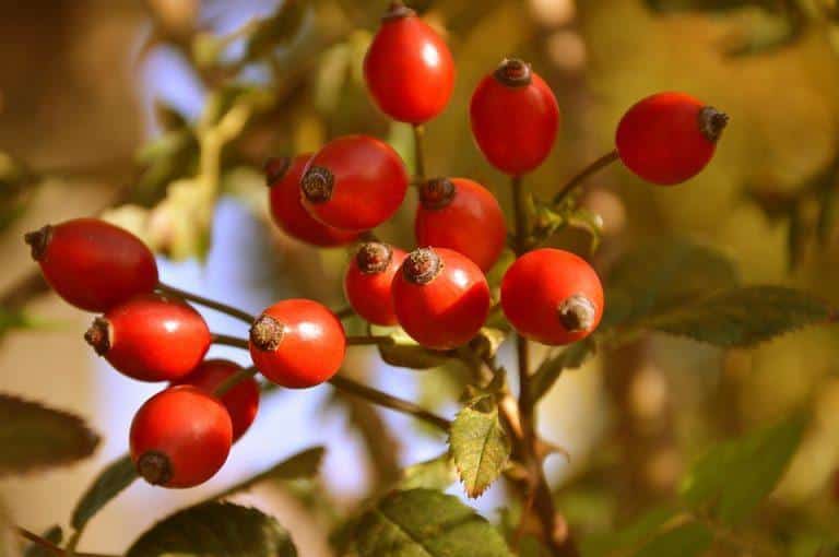 7 Herbal Remedies to Combat HSV-2 Naturally