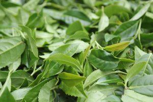 7 Herbal Teas That Supercharge Your Detox Journey