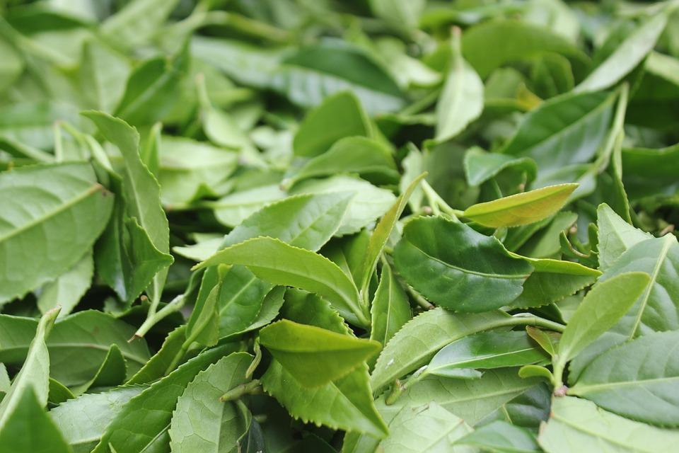 7 Herbal Teas That Supercharge Your Detox Journey