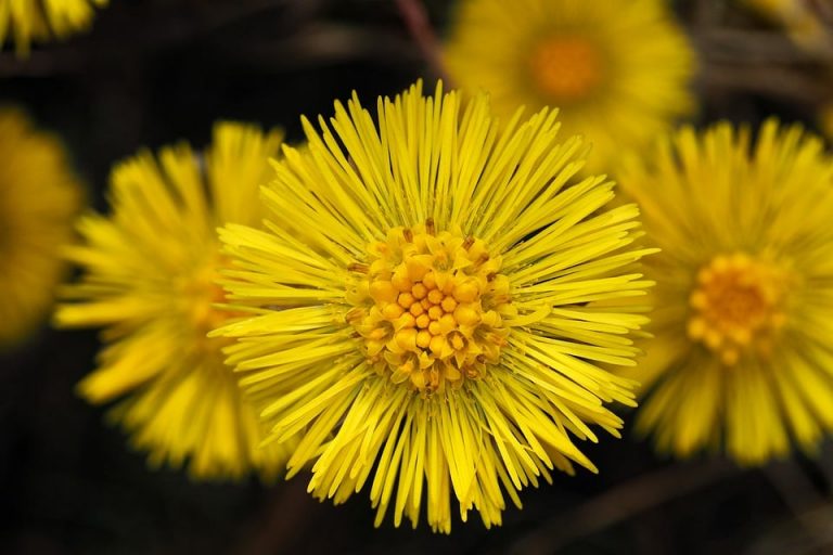 7 Herbal Tinnitus Relief Remedies You Must Try Today!