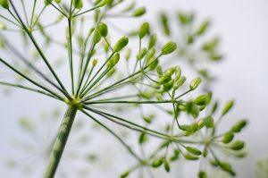 7 Herbs That Supercharge Your Energy Naturally