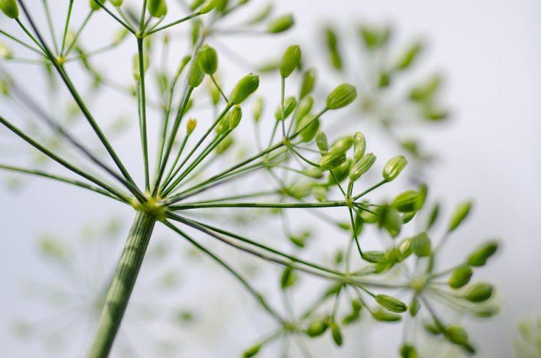 7 Herbs That Supercharge Your Energy Naturally