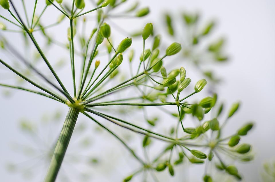 7 Herbs That Supercharge Your Energy Naturally