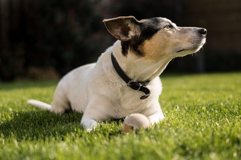 7 Must-Know Tips for Choosing Dog Training Collars