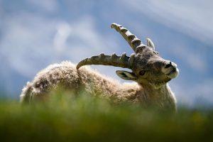7 Natural Libido Boosters You Need to Try Now